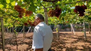 Виноград на горизонтальной шпалере 9 часть. ульраранние и ранние сорта винограда!