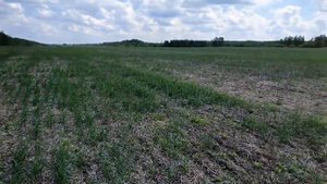 Подзимний посев озимых зерновых  Весенний посев озимой ржи