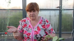 Сделайте Так При Посадке Огурцов! Небывалый Урожай Без Танцев С Бубном.