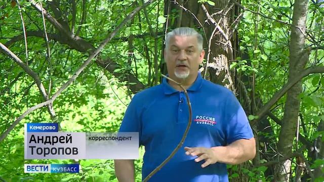 В Кузбассе начался сезон грибов