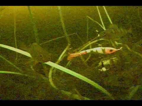 ПОДВОДНОЕ ЦАРСТВО! смотреть онлайн