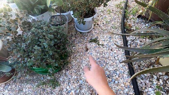 Вспахали огород/посеяла горчицу/Глобальная пересадка всех комнатных цветов/ Из Деревни В Станицу