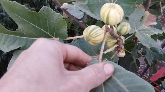 Harvesting figs in December! Tiger Stripe Fig смотреть онлайн