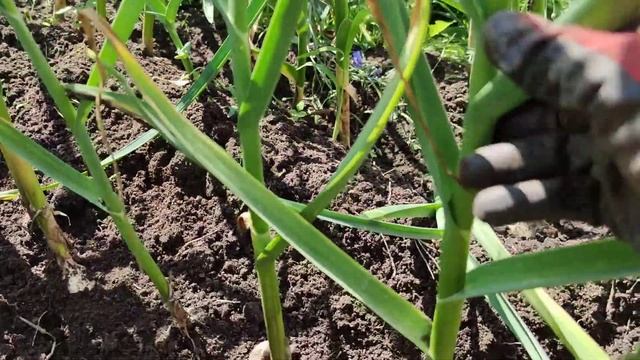 Как за две недели увеличить головки чеснока в два раза смотреть онлайн