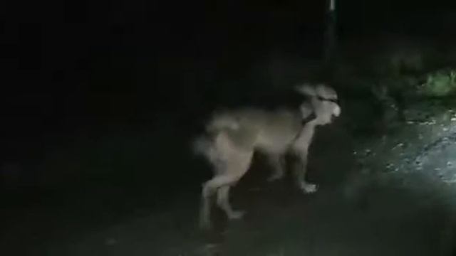 Шаман-62 Тренеровка смотреть онлайн