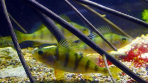 Кормление речных рыб в аквариуме