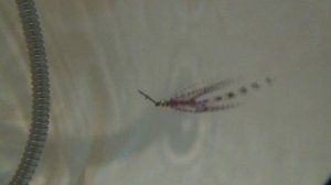 Тульский Кальмарчик ,вариант. Автор Эдуард (Водяной).