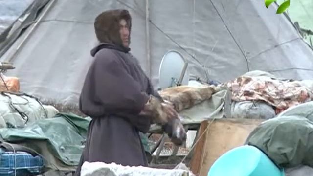 Исследования в ямальской тундре продолжаются смотреть онлайн