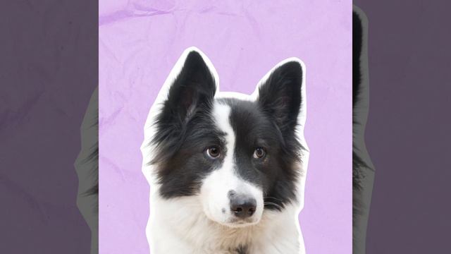 Prevención de mordida смотреть онлайн