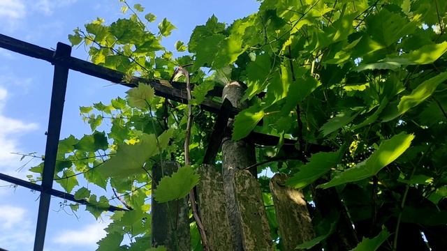 Почему нельзя пить из чашки с трещиной: древние приметы предупреждают о беде смотреть онлайн