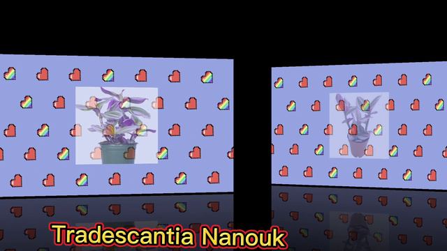TRADESCANTIA VARIETIES /WANDERING JEW PLANTS смотреть онлайн