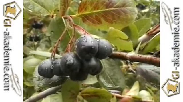 Лечебные растения -- 1 смотреть онлайн