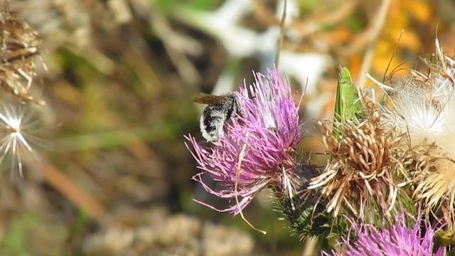 Национальный природный парк "Двуречанский". Животные смотреть онлайн