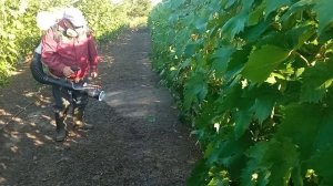 Обработка винограда препаратом Луна ? экспириент аппаратом,"Штиль"