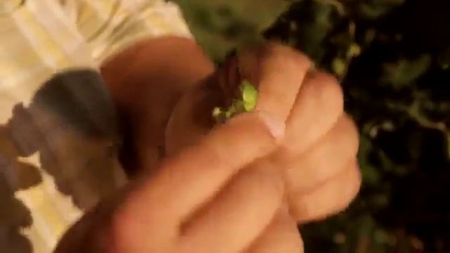 Hofbrauhaus Traunstein Impressionen aus der Hallertau 1 смотреть онлайн