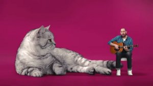 песни котов и про котов