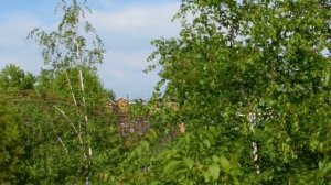 ОТ ЧЕГО ТАК В РОССИИ БЕРЕЗЫ ШУМЯТ? Гитара играет песню Любэ