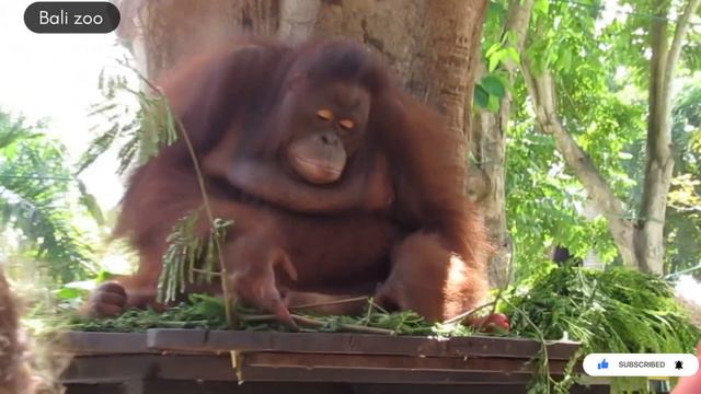 Bali zoo, Is it worth it? Check this out !!