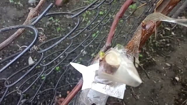 Прививка абрикоса Ледана - результат(и не только) смотреть онлайн