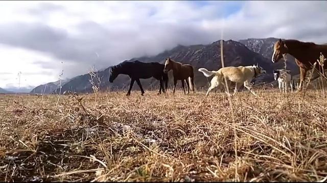 Свободолюбивые Лошади Алтая смотреть онлайн