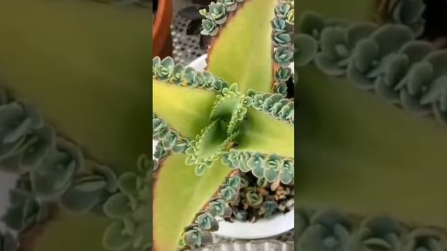 КРАСИВОЕ ЦВЕТЕНИЕ КАКТУСОВ..... смотреть онлайн