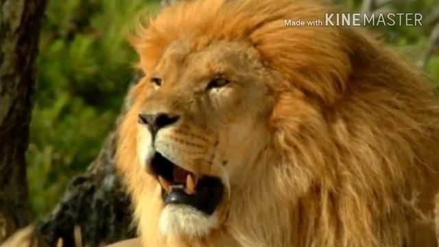 Сильные слабые, милые страшные, большие маленьки. Они все разные,но они животные не все но некоторы смотреть онлайн