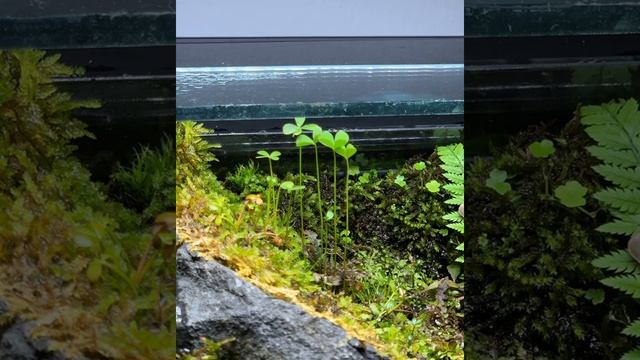 The Best Foreground Aquarium Plants Marsilea Crenata Or Known As Dwarf Clover Fern