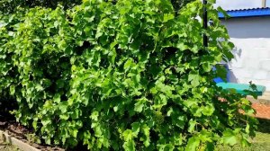 Простая дачная  конструкция шпалеры для винограда