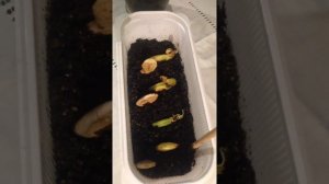 Как посадить манго в домашних условиях.