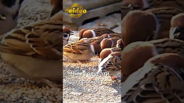 Як спостерігати за горобчиками під час прогулянки з дошкільником смотреть онлайн