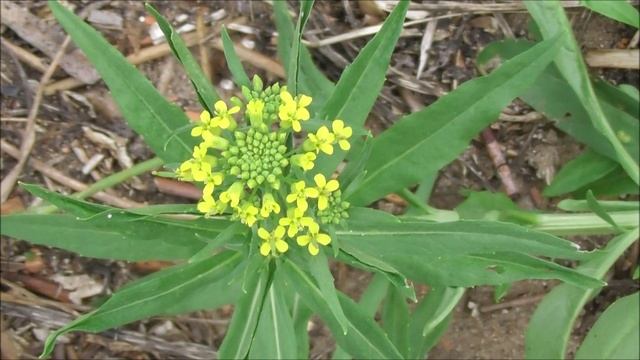 Лекарственное растение, Желтушник Левкойный, Erysimum cheiranthoides, 21.08.2022, Великий Новгород