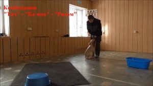 Русский охотничий спаниель - Базовая тренировка