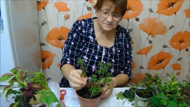 КОЛЕУС)) Элегантен, бархатист и бро́сок )) Сколько кра́сок! В своих листьях он собрал)) смотреть онлайн