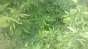 Железное дерево каркас западный