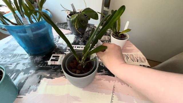 Cattleya / Laelia Purpurata #carecollab