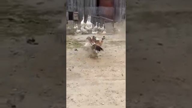 Схватка бойцовского гуся и индоуток (1×2). смотреть онлайн