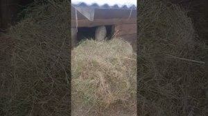 Венгерская мангалица.  кормление свинок. закладка сена.,лакомство уголь, примерный вес в 4 месяца