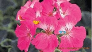 Пеларгония зональный Роуз 🌿 зональный пеларгония Роуз обзор: как сажать, семена пеларгонии Роуз