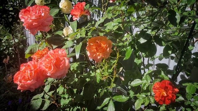 Троянда Рене Госінні Meilland Rene Goscinny смотреть онлайн