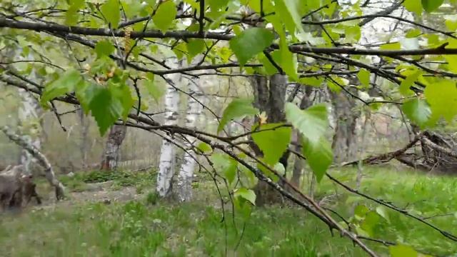 betula pendula
