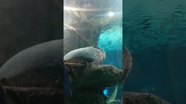 Прогулка по аквопарку