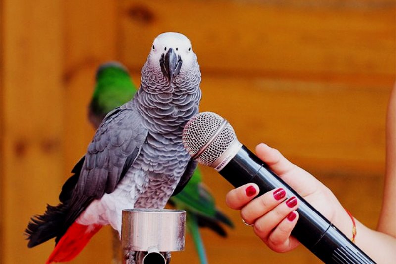 ГОВОРЯЩИЕ ПОПУГАИ: Подборка | Смешные видео с животными | Попугаи