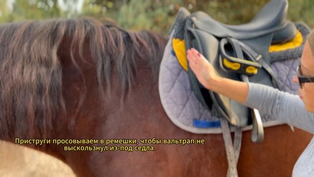 Как правильно поседлать коня? Моменты на которые нужно обратить внимание. #конюшня