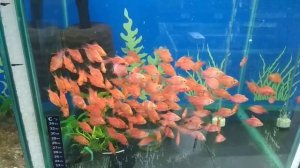 Красный суматранский барбус