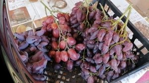 Интересные сорта винограда к праздничному столу : Оскар , Казанова, Вулкан , Фламенко , Маникюр .