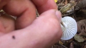 Oudemansiella mucida / Удемансие́лла сли́зистая / porcelain fungus / mucidule visqueuse