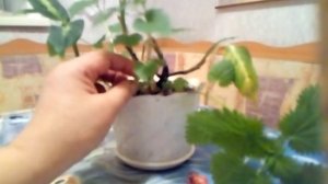 Крапива на подоконнике.