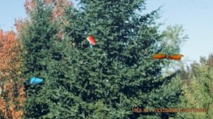 Пихта бальзамическая (abies balsamea) ? бальзамическая пихта обзор: как сажать, саженцы пихты