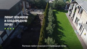? ТУЯ Разновидности СМАРАГД - БРАБАНТ - Туя Западная ШАРОВИДНАЯ | Посадка | Высаживание | Описание