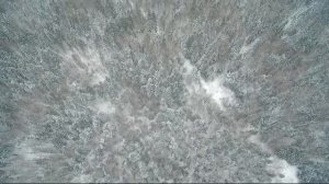 Охота с квадрокоптера Охота с воздуха на Лося